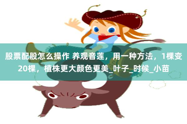 股票配股怎么操作 养观音莲，用一种方法，1棵变20棵，植株更大颜色更美_叶子_时候_小苗